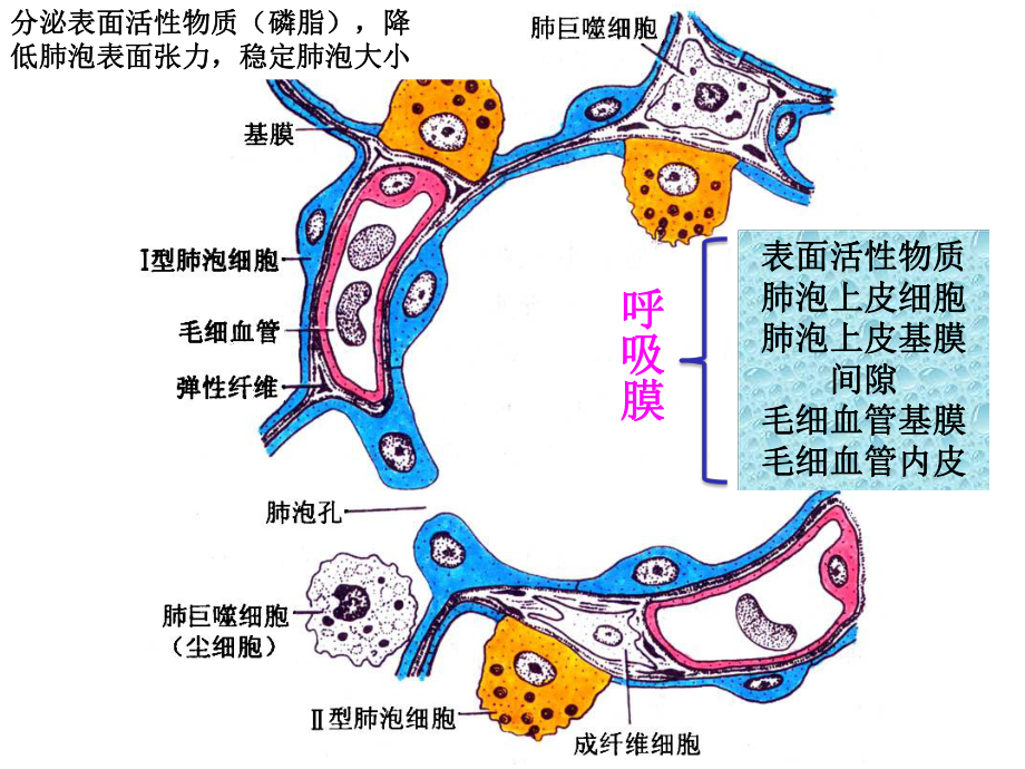 肺泡表面张力方向图片