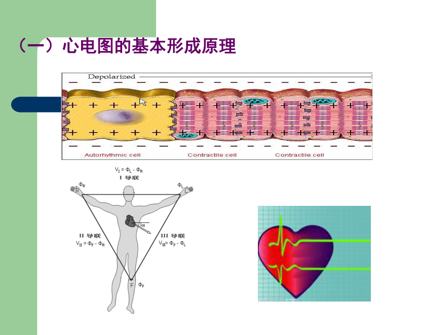 生理第四章血液循環(huán)3_第1頁