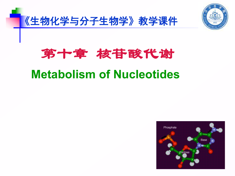 生物化學(xué)與分子生物學(xué)：第10章 核苷酸代謝_第1頁(yè)