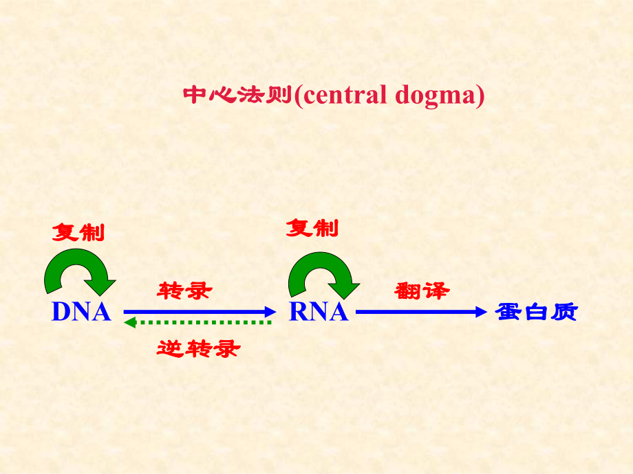 生物化學(xué)與分子生物學(xué)：第17章 蛋白質(zhì)的生物合成_第1頁(yè)