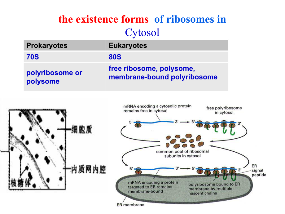 细胞生物学：6 Cytoplasm and Ribosome-2_第1页