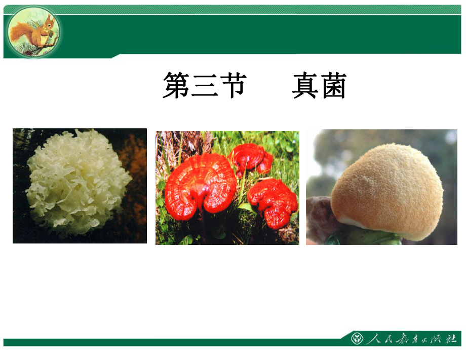 第三节　真菌　教学课件_第1页