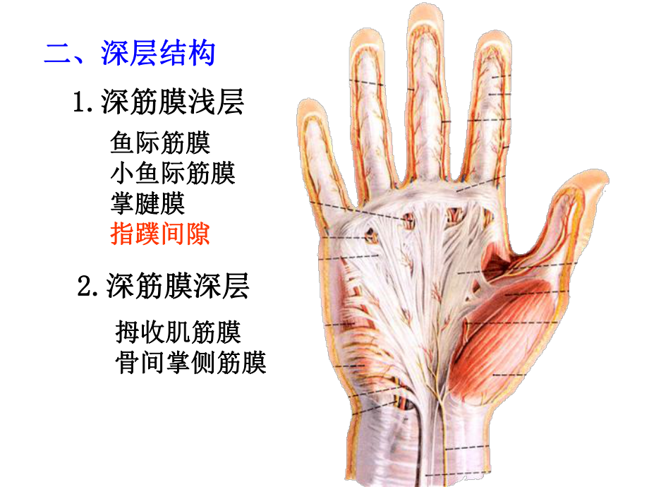 手掌筋骨结构图图片