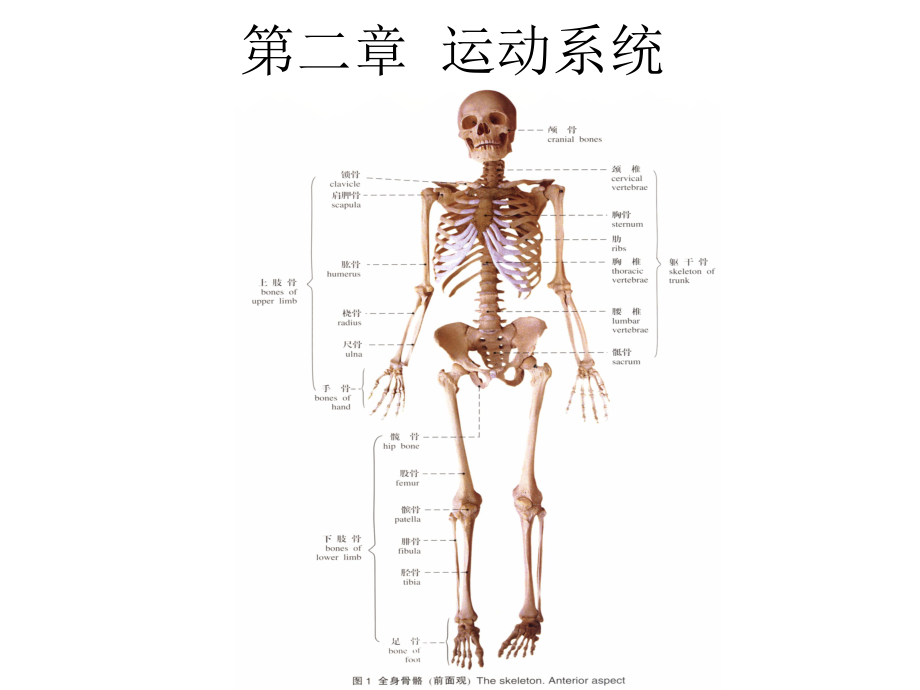 人体解剖学课件 运动系统_第1页