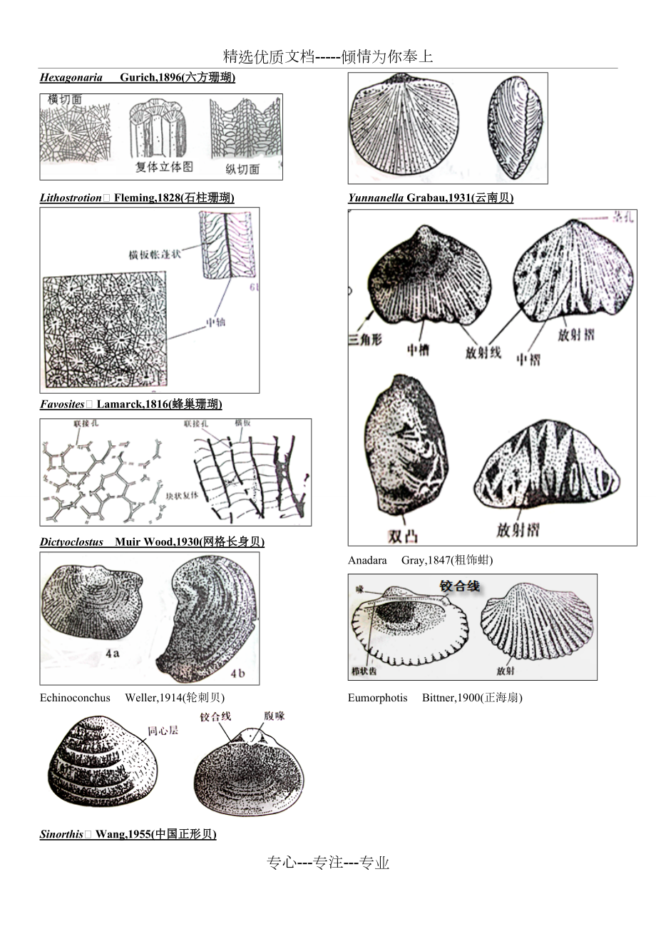 古生物标本素描图考试-复习(共3页)_第1页