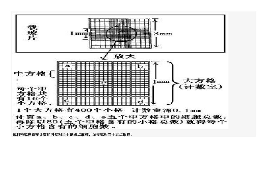 高二生物补充资料 血细胞计数板