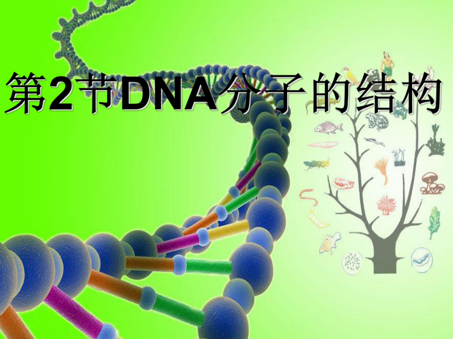 dna分子的结构优质课课件