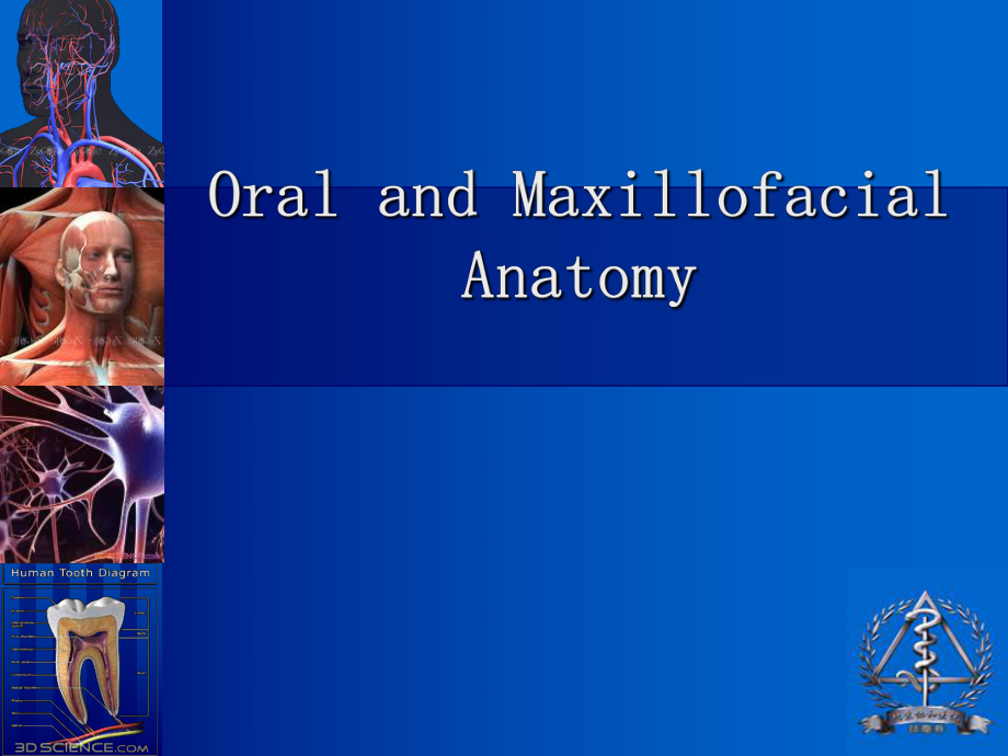 口腔科学教学课件：Oral and Maxillofacial Anatomy_第1页