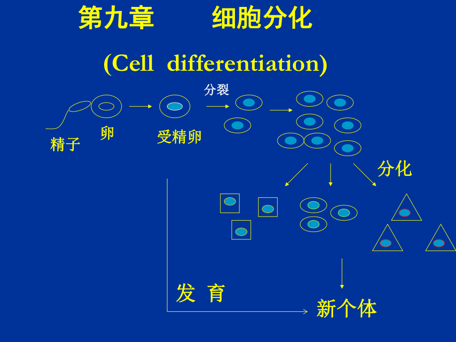 醫(yī)學(xué)細(xì)胞生物學(xué)：第九章 細(xì)胞分化_第1頁