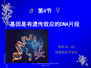 高一生物必修基因是有遗传效应的DNA片段课件