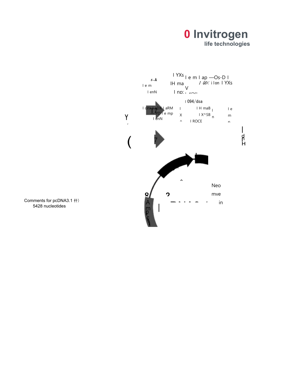 pcdna3.1+图谱_第1页