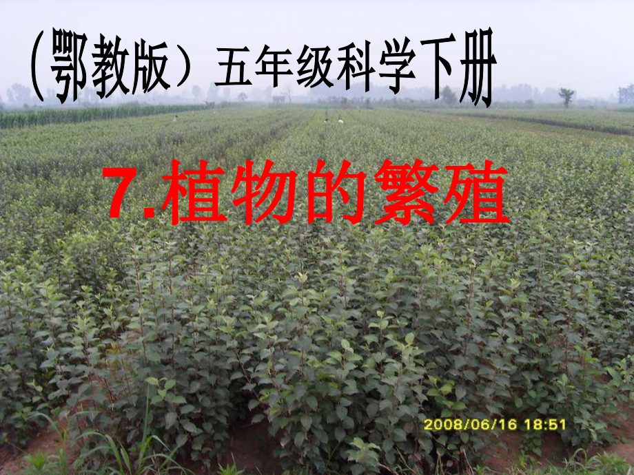 鄂教版小學(xué)科學(xué)五年級(jí)下冊(cè)《植物的繁殖》課件_第1頁(yè)