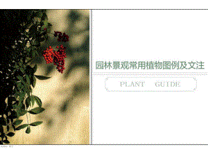 (精品)园林景观常用植物图例及文注