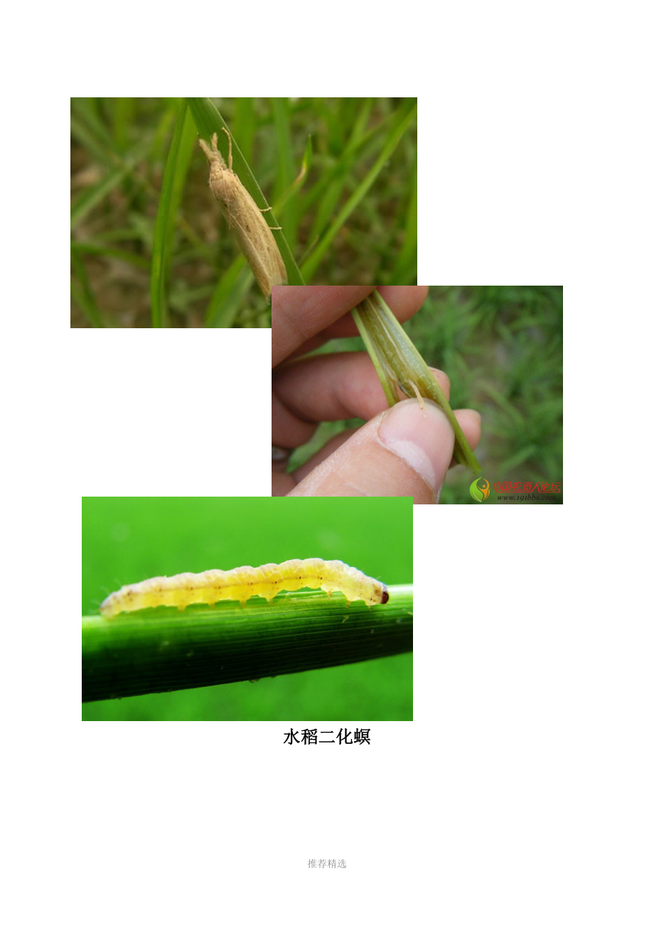 农作物常见病虫害图片_第1页