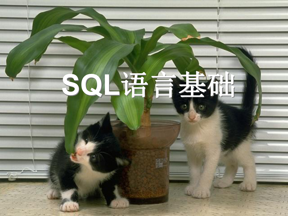 Oracle SQL語言基礎_第1頁