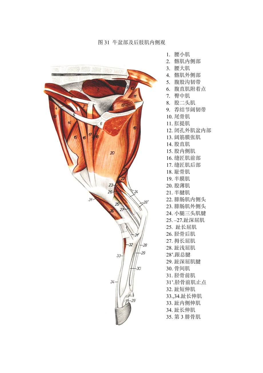 牛后腿骨骼结构图图片