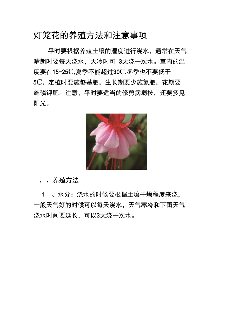灯笼花的养殖方法和注意事项_第1页