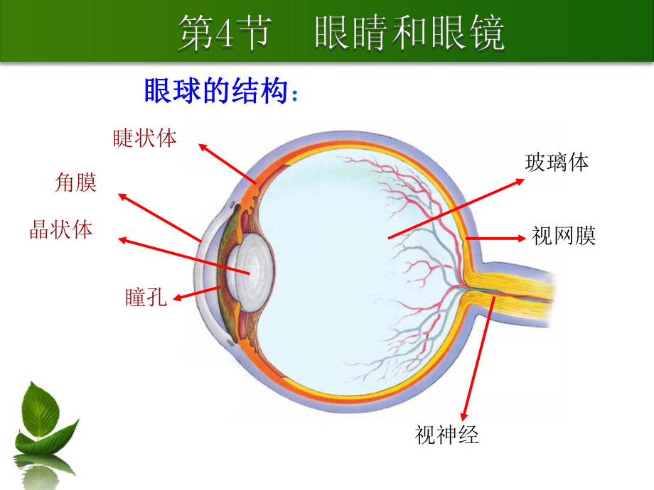 54眼睛和眼镜_第1页