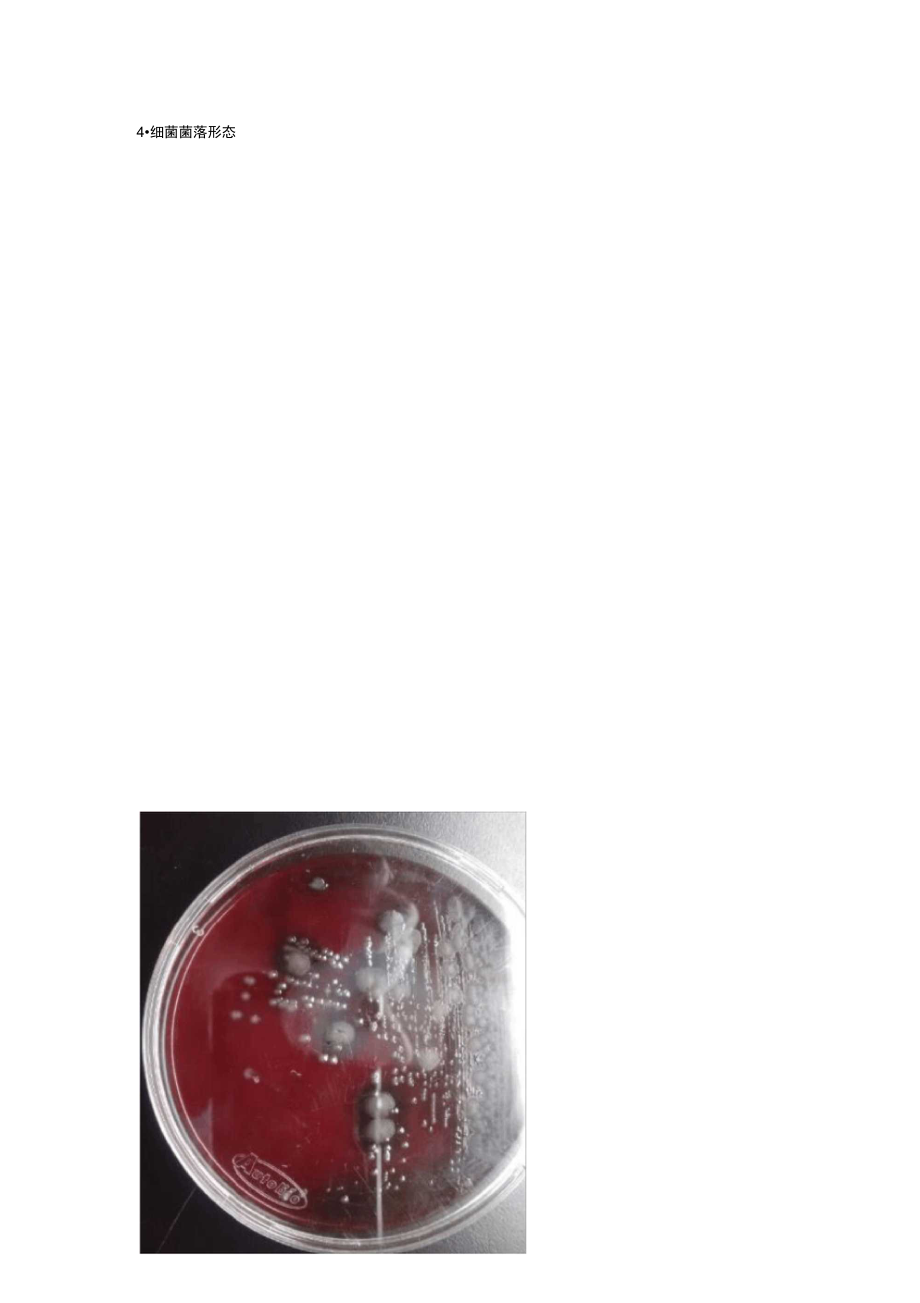炭疽芽孢杆菌