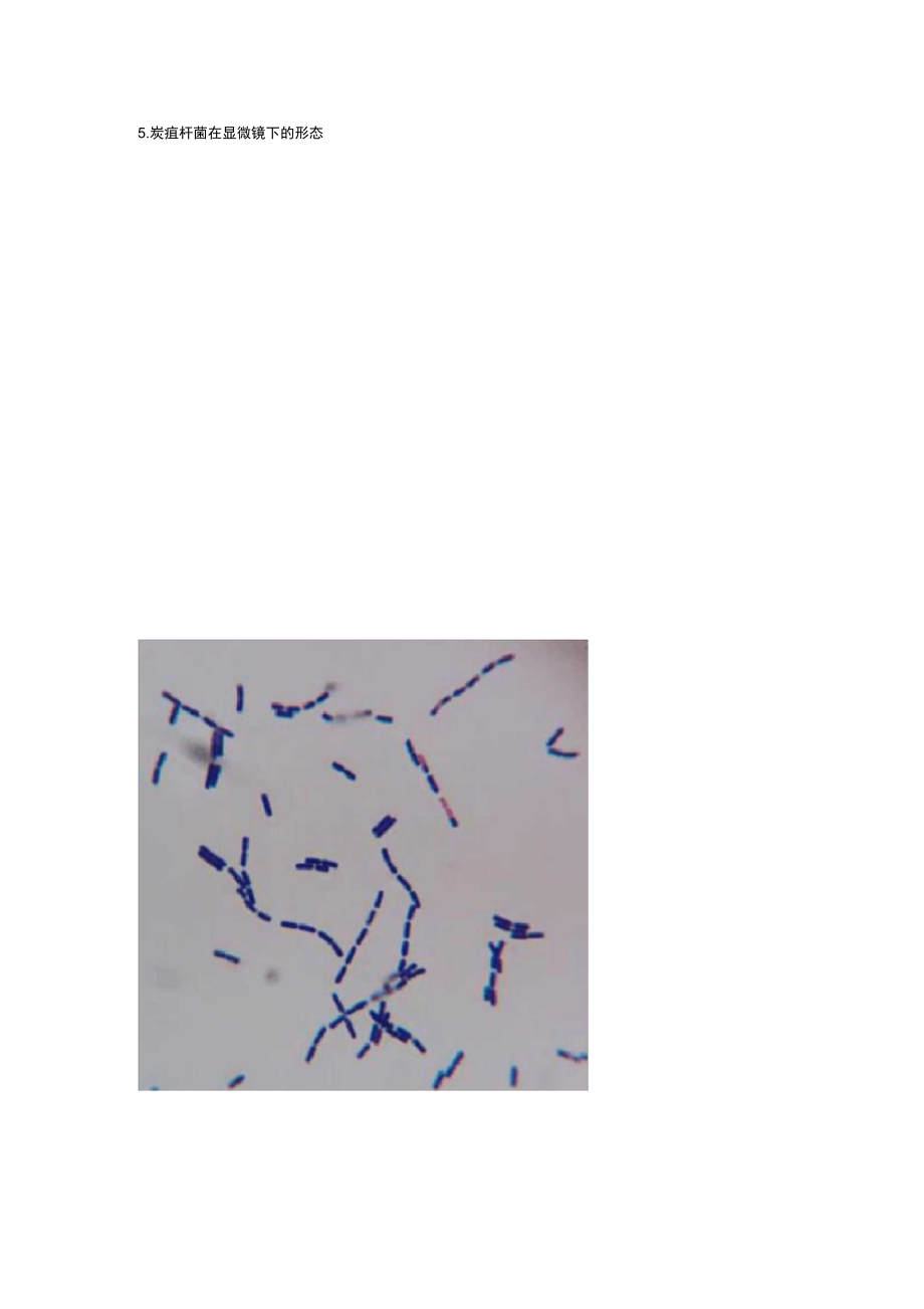 炭疽杆菌粉末图片
