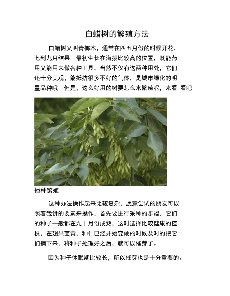 白蜡树的繁殖方法