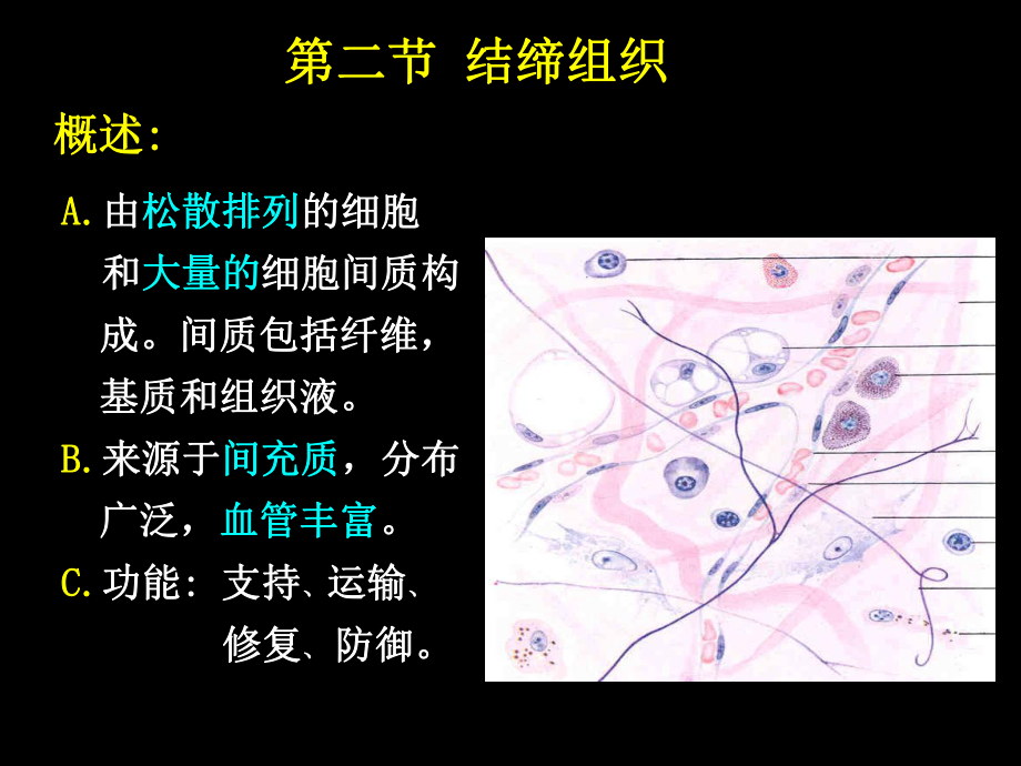 (人體結(jié)構(gòu)學(xué))第二章 基本組織 結(jié)締組織_第1頁