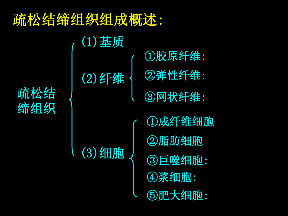 人体结构学 第二章 基本组织 结缔组织