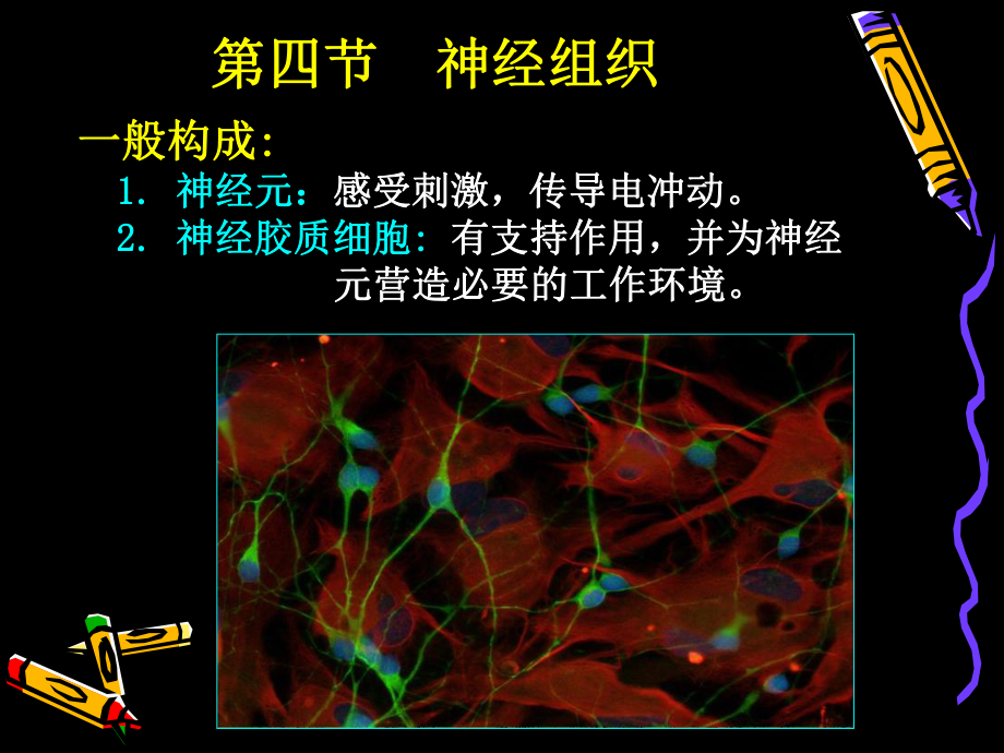 (人體結(jié)構(gòu)學(xué))第二章 基本組織 神經(jīng)組織_第1頁(yè)