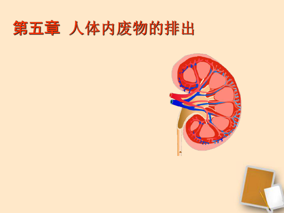 《第五章人體內(nèi)廢物的排出》_第1頁(yè)