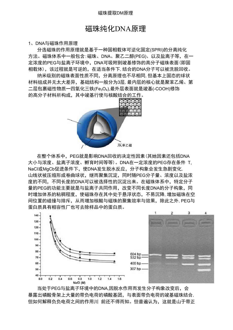 磁珠提取DNA原理(2)_第1页