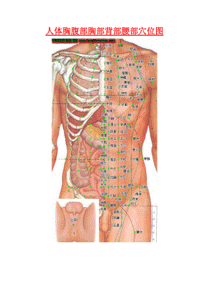 人体胸腹部胸部背部腰部穴位图