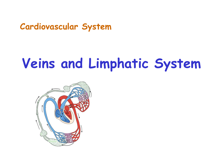 系统解剖学英文课件：Veins and Limphatic System_第1页