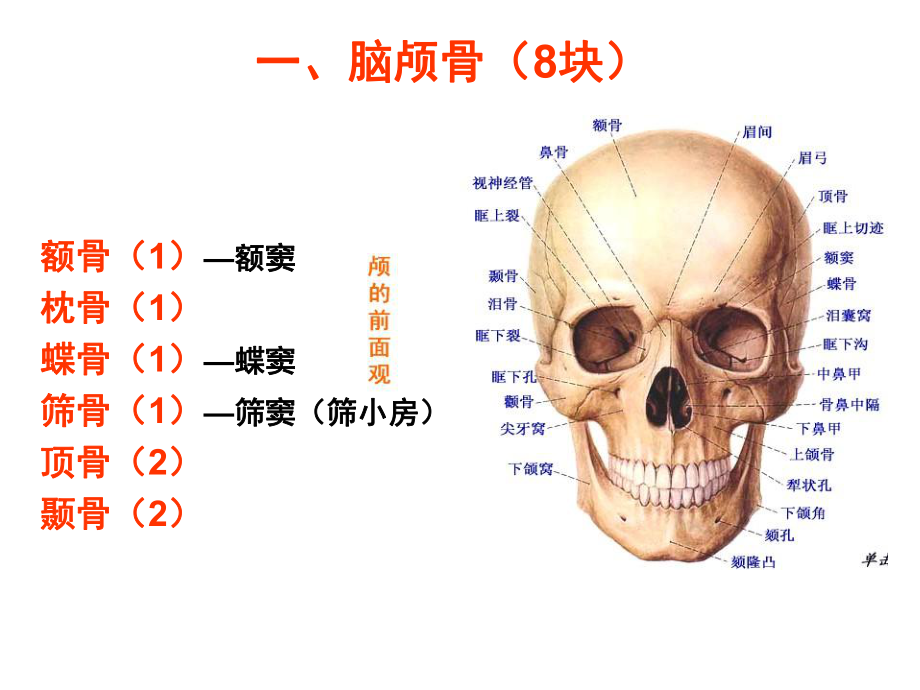 颅骨剖面图图片