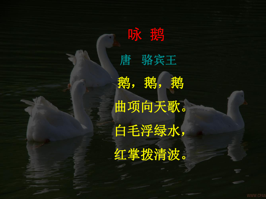 四年級(jí)上語(yǔ)文 白鵝 ppt課件(詳細(xì))_第1頁(yè)