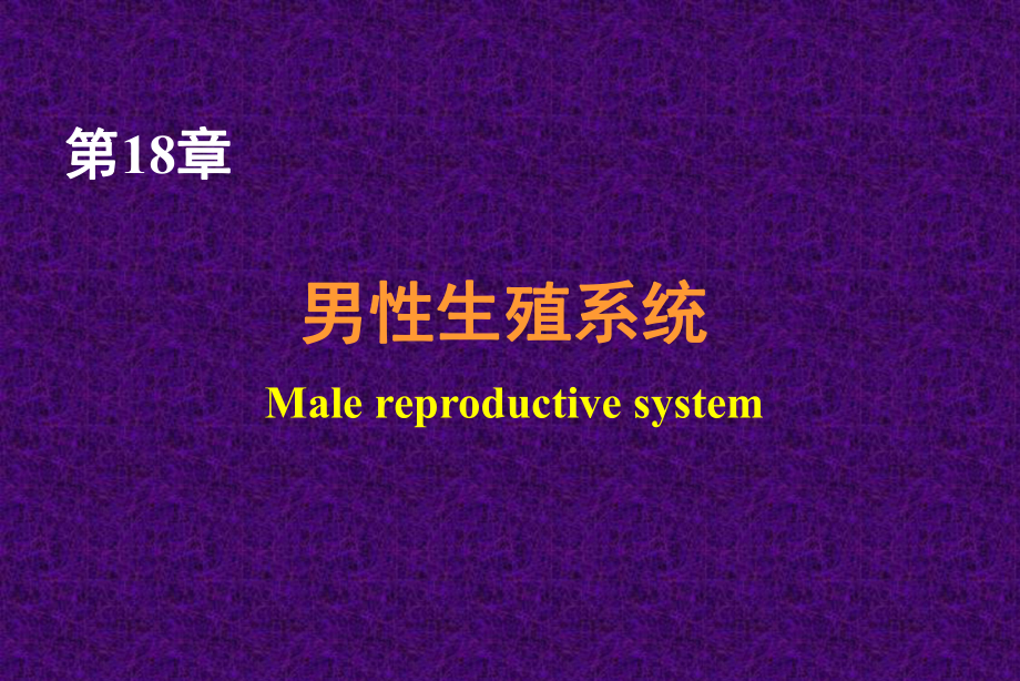 組織學(xué)與胚胎學(xué)：18.Male reproductive system_第1頁