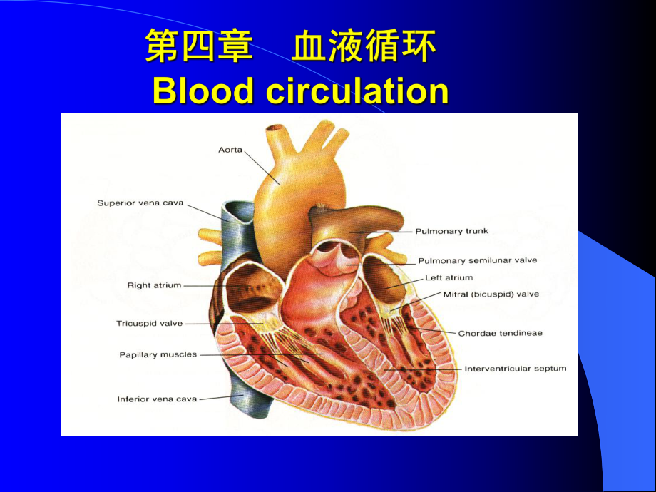 生理學(xué)課件：第四章 血液循環(huán)1_第1頁