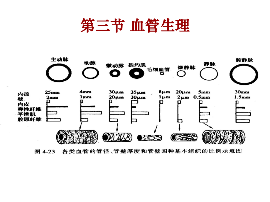 生理學(xué)：第四章 血液循環(huán)3_第1頁