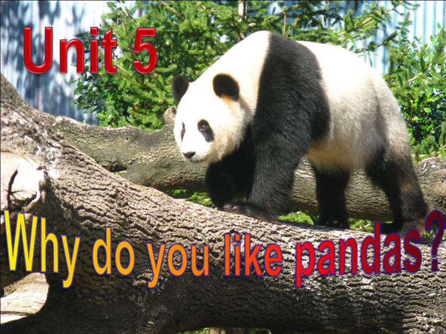 人教版U5_why_do_you_like_pandas公开课_reading_第1页