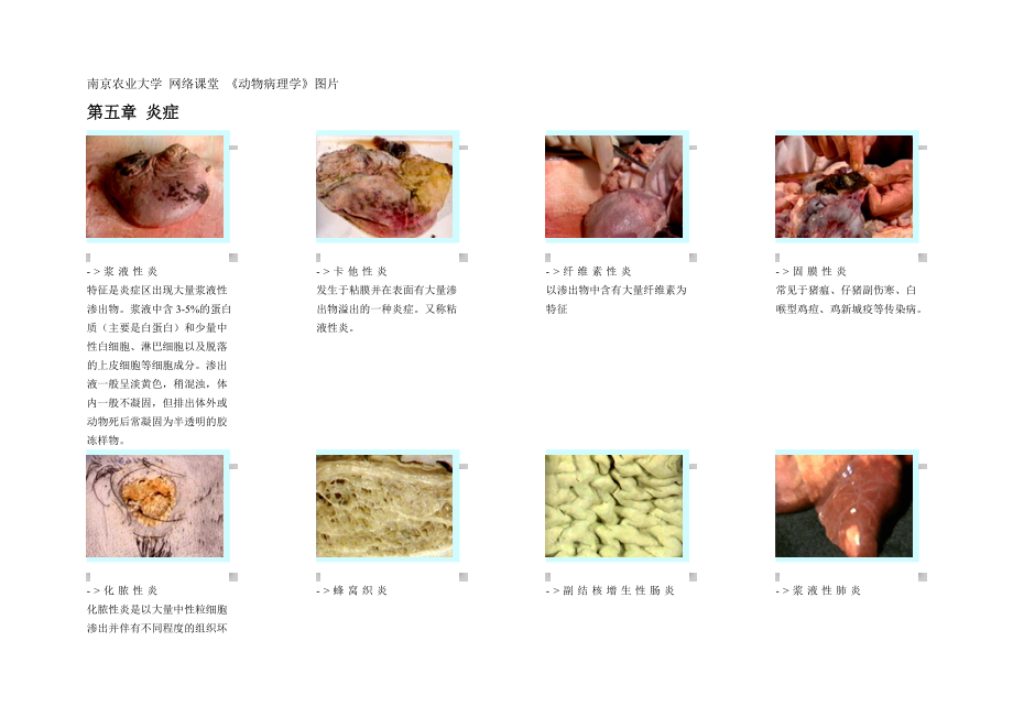 南京農(nóng)業(yè)大學(xué) 《動(dòng)物病理學(xué)》圖片4_第1頁(yè)