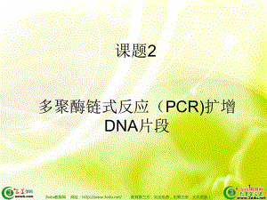 高二生物PCR技术ppt课件
