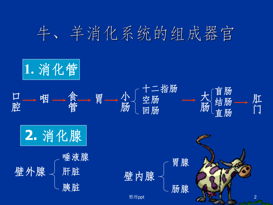 羊消化系统结构简图图片