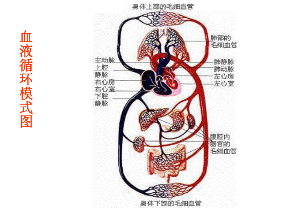 血液循環(huán) (2)_第1頁