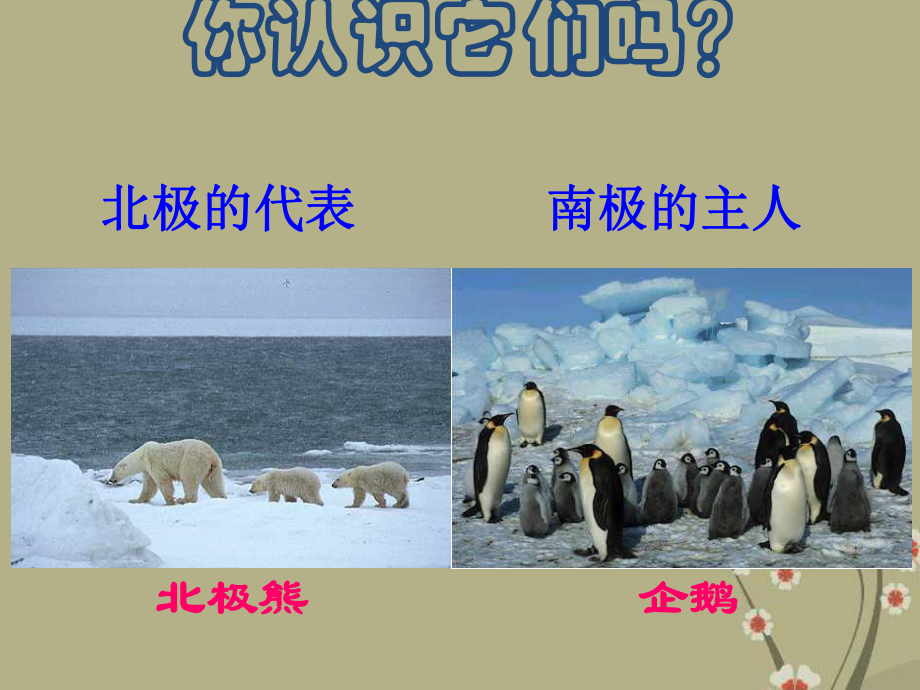 人教版地理七下第十章極地地區(qū)優(yōu)質課件49張 (共49張PPT)_第1頁