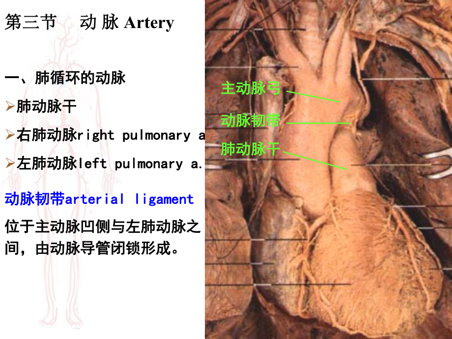 哈医大系解课件动脉_第1页