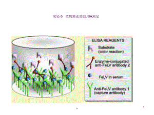 植物激素的ELISA测定ppt课件