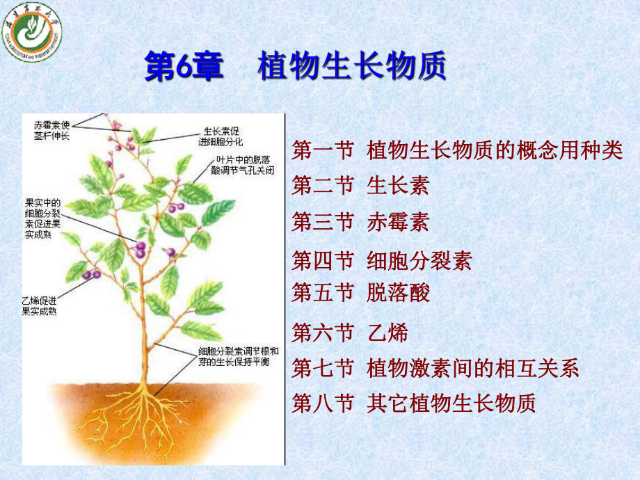 第6章 植物生長物質(zhì)_第1頁