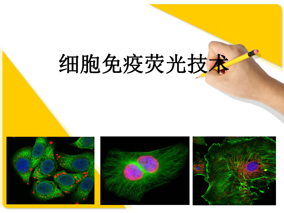 细胞免疫荧光技术_第1页