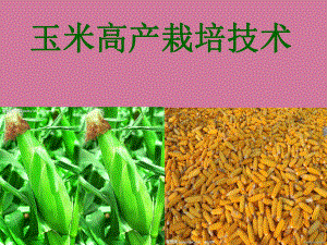 玉米高产栽培技术ppt课件