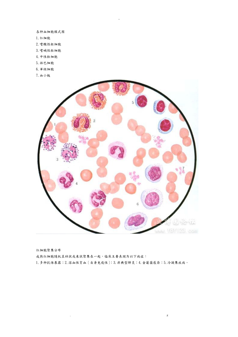 各种血细胞模式图_第1页