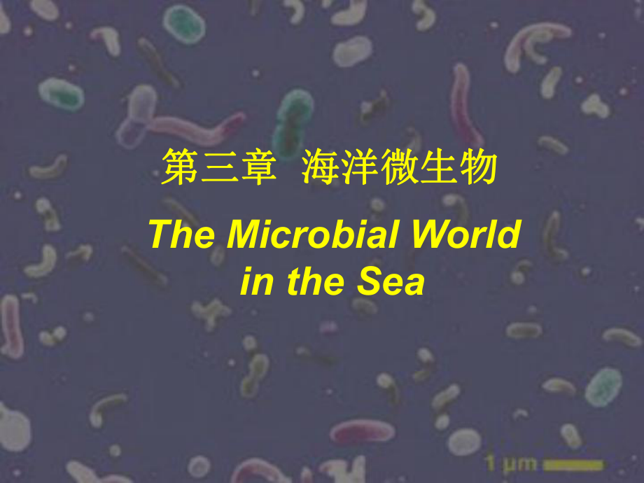 海洋微生物PPT精选文档_第1页